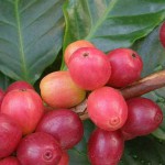 Выращивание кофе дома